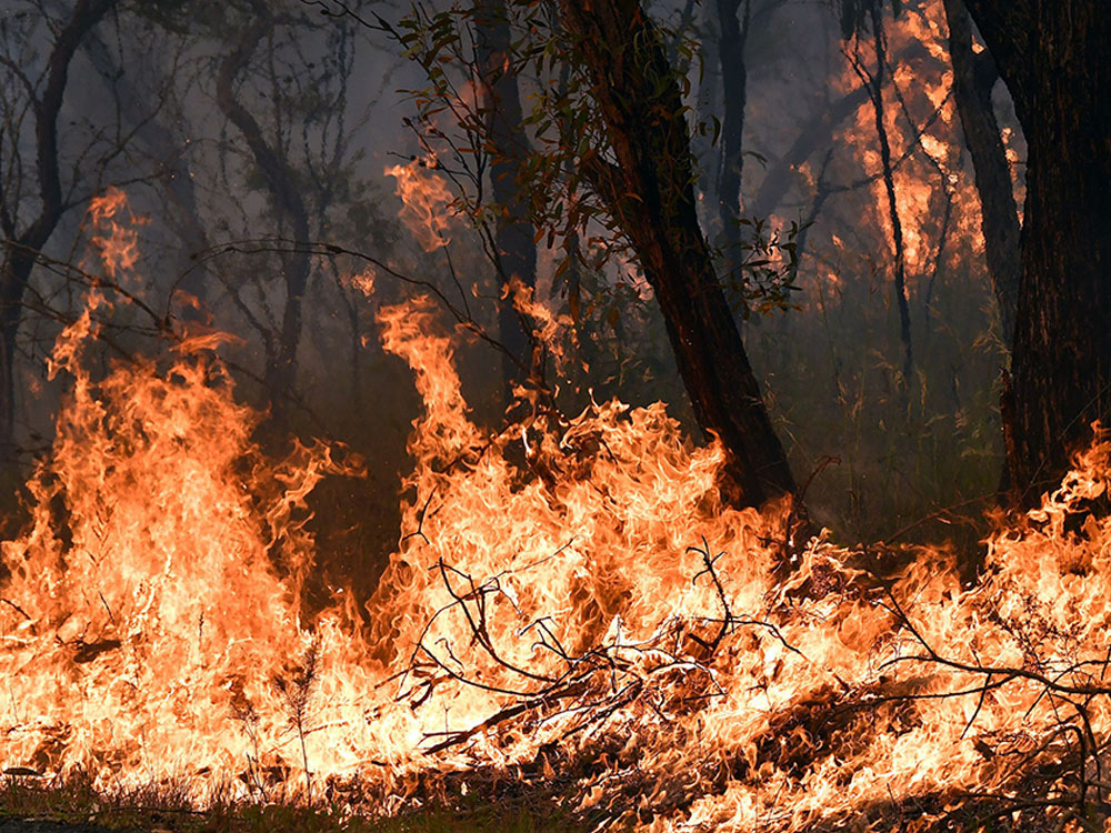 Buschbrande Feuer Demos Und Wieder Alarm In Australien Zackzack At