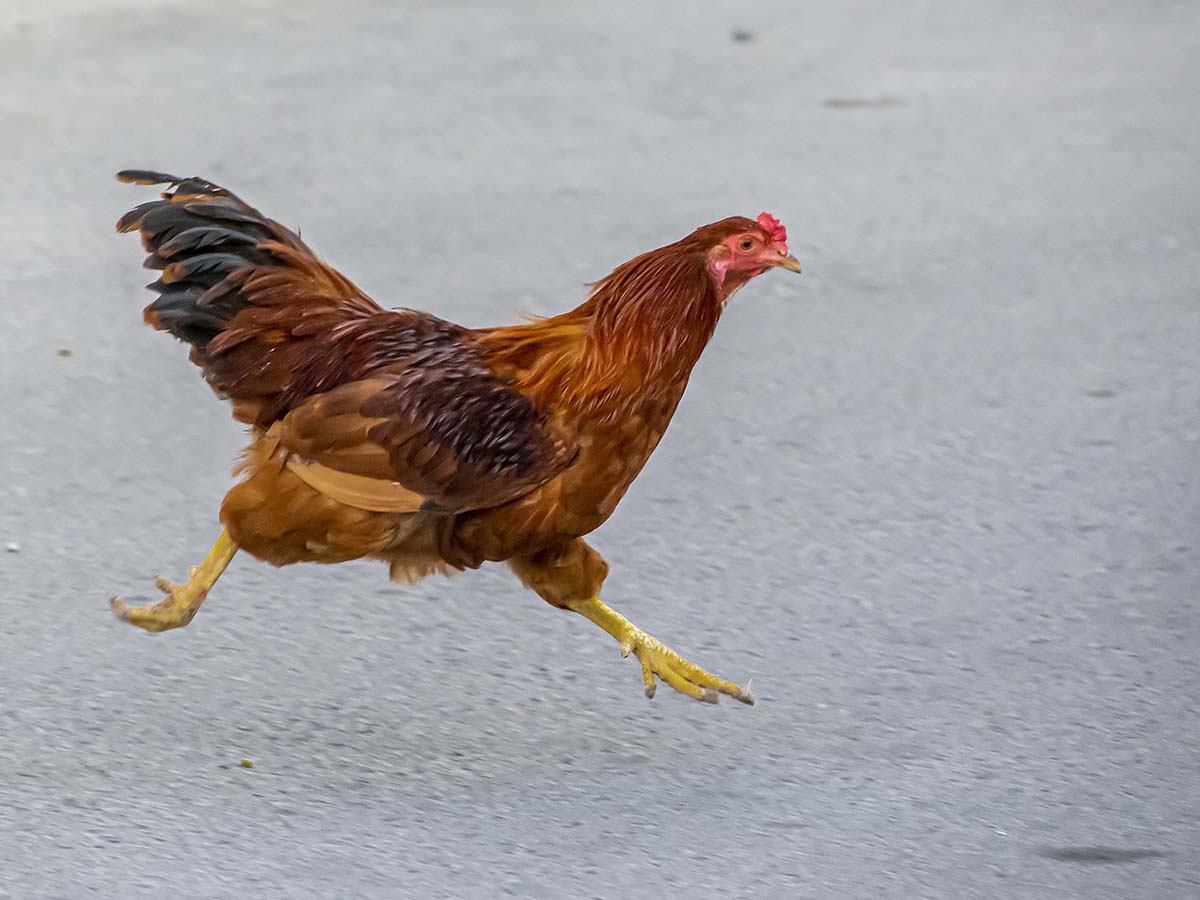 In Westen was Neues: Hühner tragen Warnwesten
