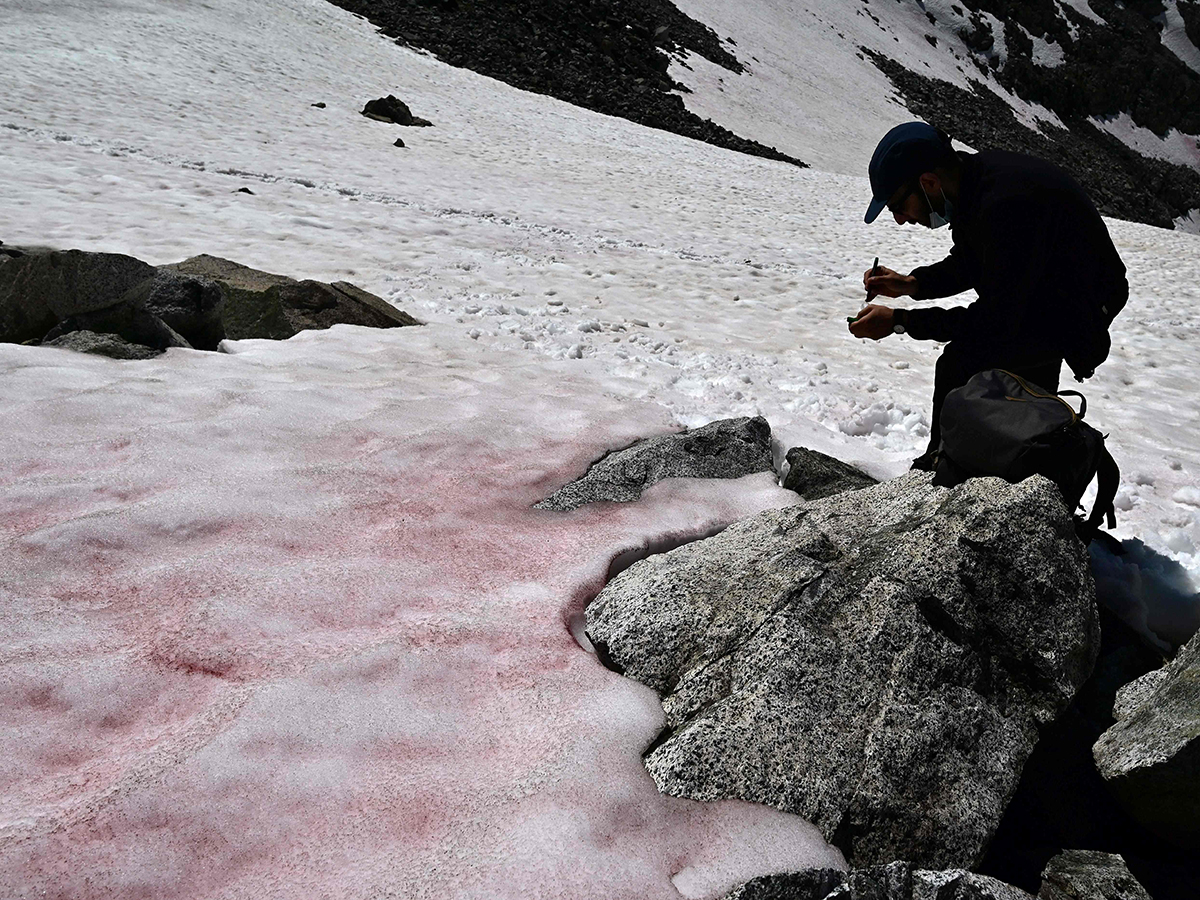 Выпал розовый снег. Розовый снег в горах. Розовый снег в Альпах. Кровавый снег в Альпах. Красный снег в Альпах.