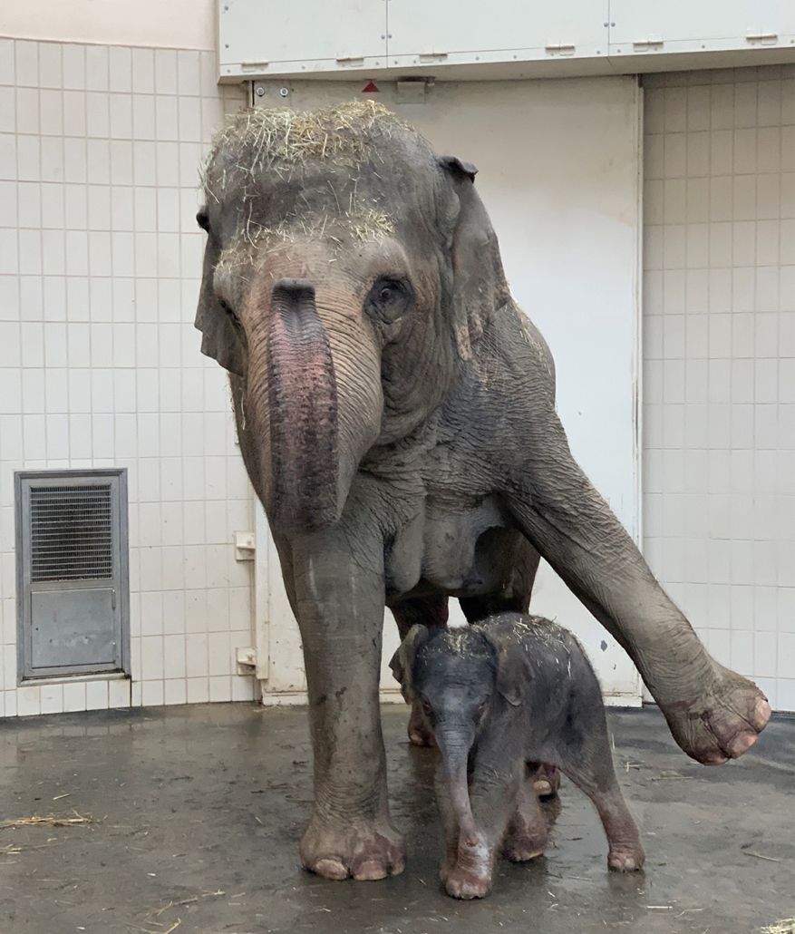 goryeo Baby tragbar Reise Töpfchen Elefant 