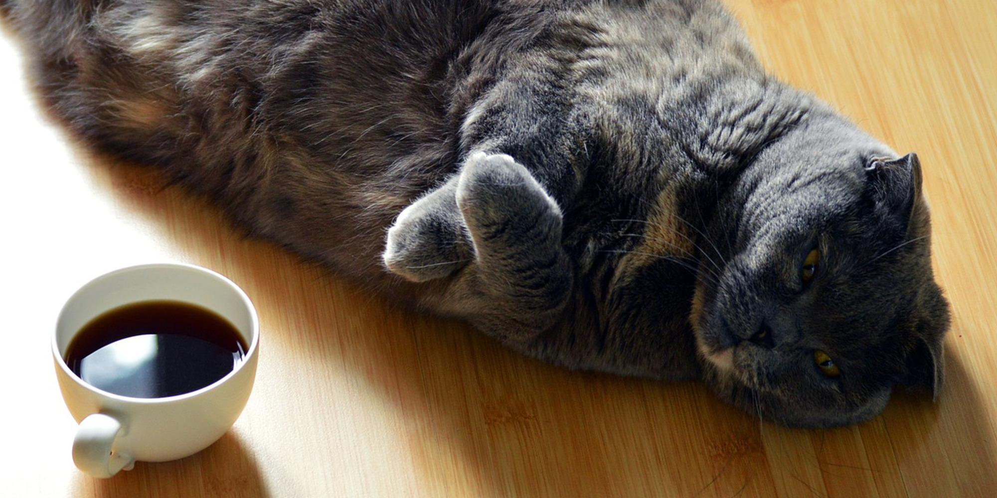 Dicke Katze liegt am Boden neben ihr eine Tasse Kaffee.